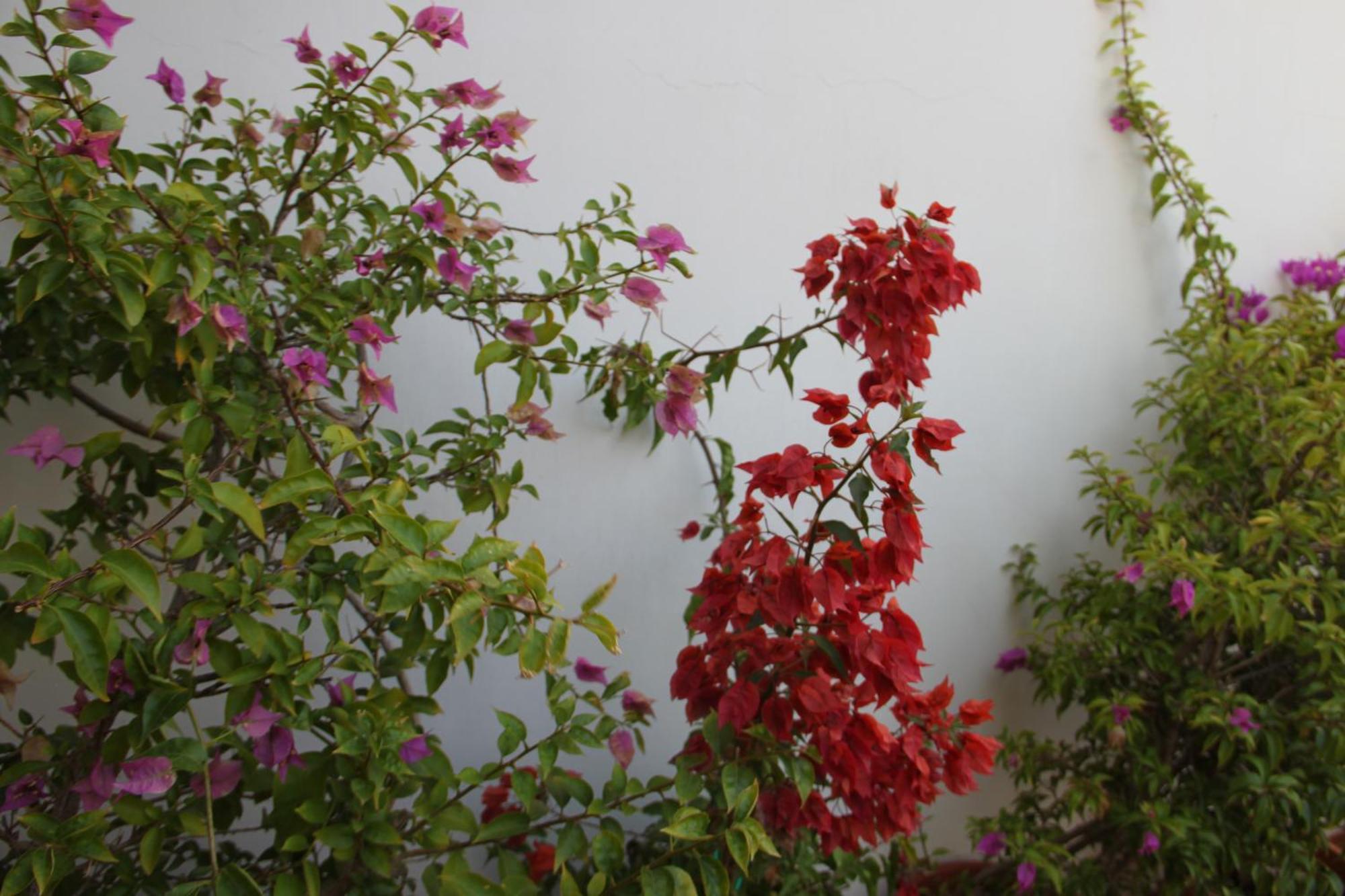 B&B Le Terrazze Lama Balice Bitonto Dış mekan fotoğraf